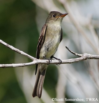 Tennessee's Watchable Wildlife