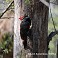 Tennessee's Watchable Wildlife