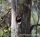 Tennessee's Watchable Wildlife