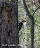 Tennessee's Watchable Wildlife