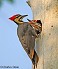 Tennessee's Watchable Wildlife