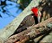 Tennessee's Watchable Wildlife