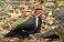 Tennessee's Watchable Wildlife