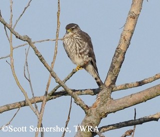 Tennessee's Watchable Wildlife