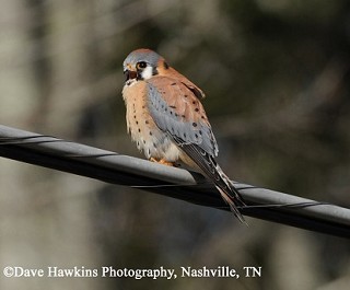 Tennessee's Watchable Wildlife