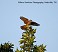 Tennessee's Watchable Wildlife