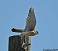 Tennessee's Watchable Wildlife