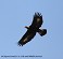 Tennessee's Watchable Wildlife