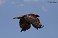 Tennessee's Watchable Wildlife