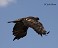 Tennessee's Watchable Wildlife