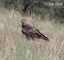 Tennessee's Watchable Wildlife