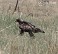 Tennessee's Watchable Wildlife