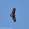 Tennessee's Watchable Wildlife