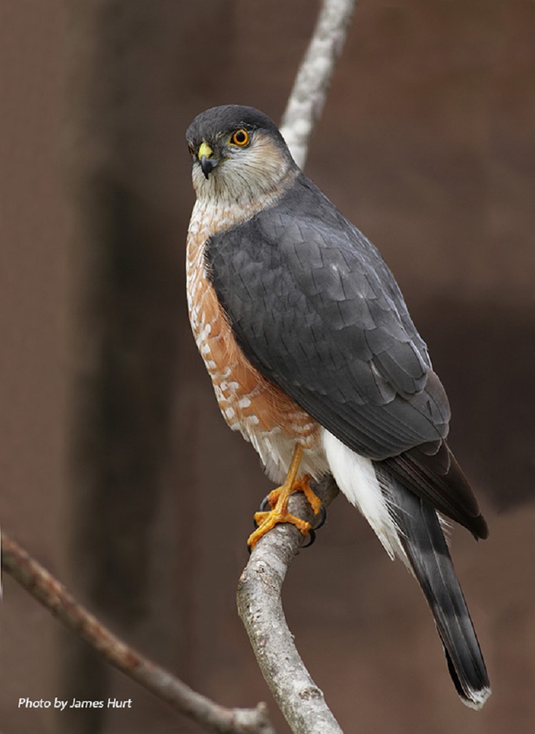 Birding Trails Tennessee Wildlife Resource Agency Sharp Shinned Hawk