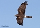 Tennessee's Watchable Wildlife