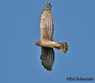 Tennessee's Watchable Wildlife