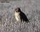Tennessee's Watchable Wildlife