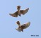 Tennessee's Watchable Wildlife