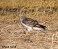 Tennessee's Watchable Wildlife