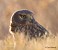 Tennessee's Watchable Wildlife