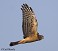 Tennessee's Watchable Wildlife