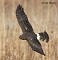 Tennessee's Watchable Wildlife