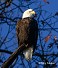 Tennessee's Watchable Wildlife