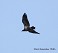 Tennessee's Watchable Wildlife