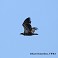 Tennessee's Watchable Wildlife