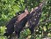 Tennessee's Watchable Wildlife