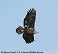 Tennessee's Watchable Wildlife