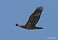 Tennessee's Watchable Wildlife