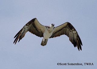 Tennessee's Watchable Wildlife
