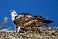 Tennessee's Watchable Wildlife