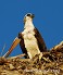 Tennessee's Watchable Wildlife