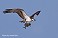 Tennessee's Watchable Wildlife