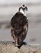 Tennessee's Watchable Wildlife