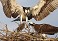 Tennessee's Watchable Wildlife
