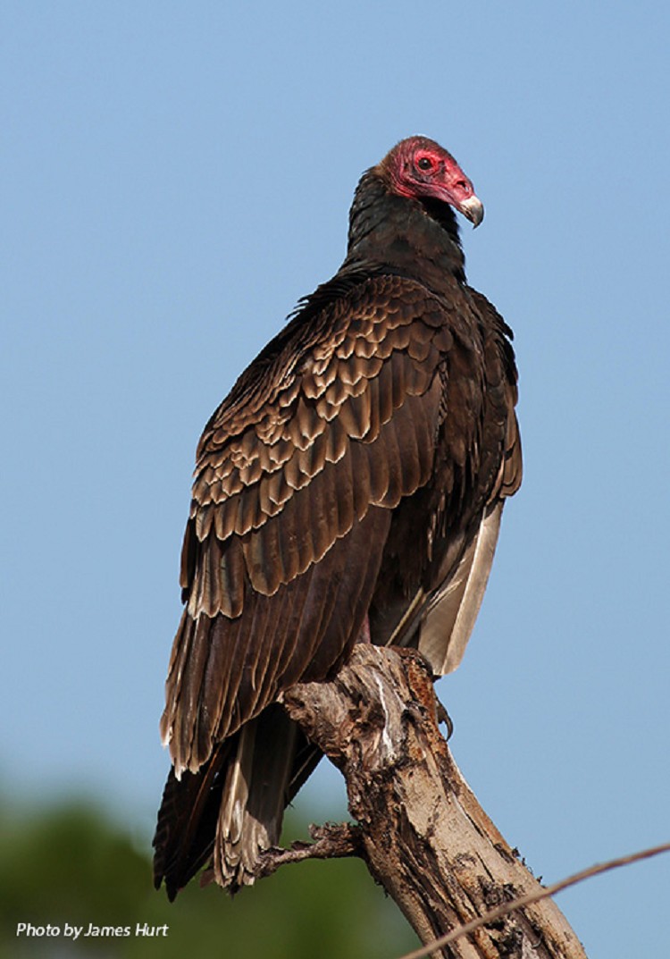 Tennessee Watchable Wildlife Turkey Vulture Habitat 1