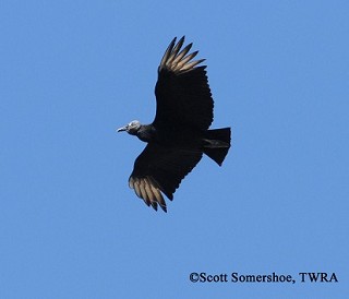 Tennessee's Watchable Wildlife