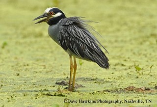 Tennessee's Watchable Wildlife