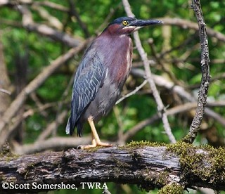Tennessee's Watchable Wildlife