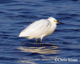 Tennessee's Watchable Wildlife