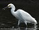 Tennessee's Watchable Wildlife