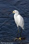 Tennessee's Watchable Wildlife