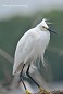 Tennessee's Watchable Wildlife