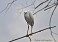 Tennessee's Watchable Wildlife