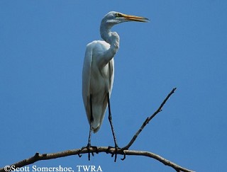 Tennessee's Watchable Wildlife