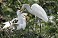 Tennessee's Watchable Wildlife