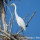 Tennessee's Watchable Wildlife
